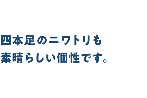 四本足のニワトリも素晴らしい個性です。